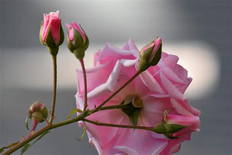 Free Picture Flower Bud Flower Garden Pinkish Roses Pink Petal
