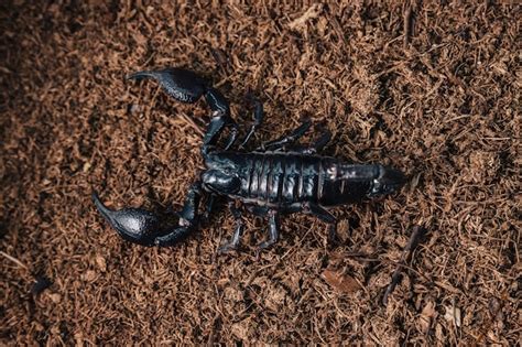 Premium Photo An Overhead View Of A Large Venomous Scorpion That