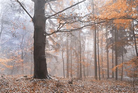 Misty Forest Photograph By Jenny Rainbow Pixels