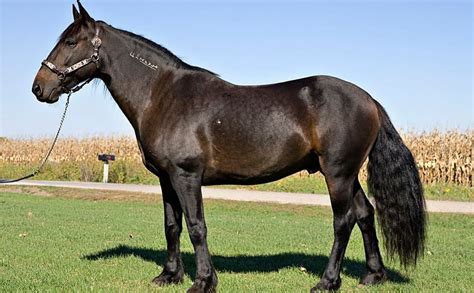 Top 10 Most Expensive Horse Breeds In The World 2022 Trendrr