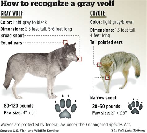 Abes Animals Differences Between Coyotes And Gray Wolves