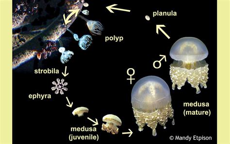 Jellyfish Life Cycle Vector Illustration Of Jelly Fish Life Stock