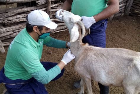 Realizaron Actividades De Sanidad Animal En Más De 500 Cabras De