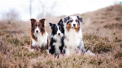 Three Border Collie Australian Shepherd Dogs Animals Wallpapers