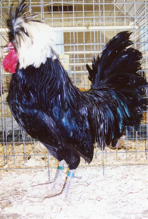 White Crested Black Polish Chickens Cackle Hatchery