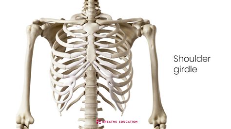 Anatomy And Movement Of The Shoulder Girdle Breathe Education