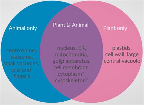 Plants and animals are made up of millions of cells and these cells have several similarities they also undergo cellular respiration, which performs processes of energy production used to grow the cell and maintain its normal functions. Differences and Similarities Between Plant and Animal ...