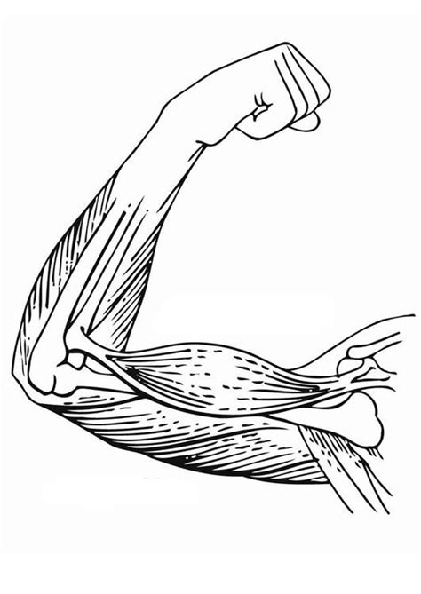 Coloring Page Arm Muscles Img 12897 Arm Muscles Anatomy Coloring