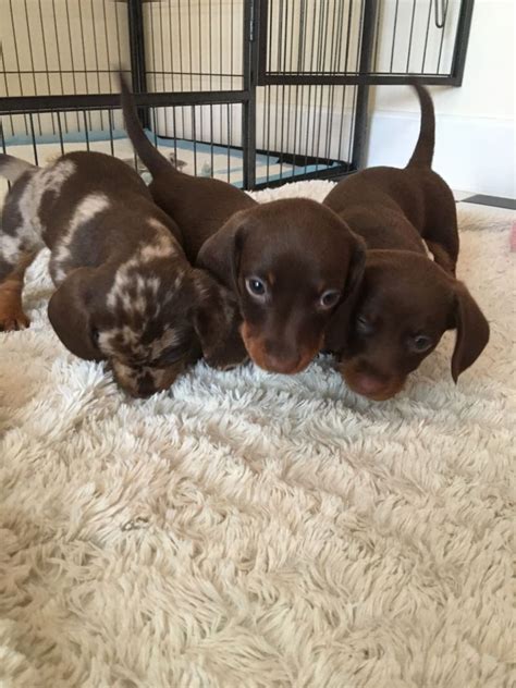 Ready to leave ready to leave: Miniature Dachshund puppies | Cheltenham, Gloucestershire | Pets4Homes