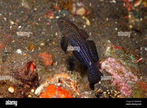 Cheekspine Goby Also Known As Bluedot Goby And Millers Damsel