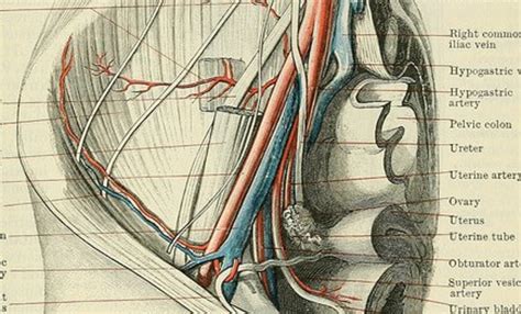 Diagram Of Groin Area Hernias