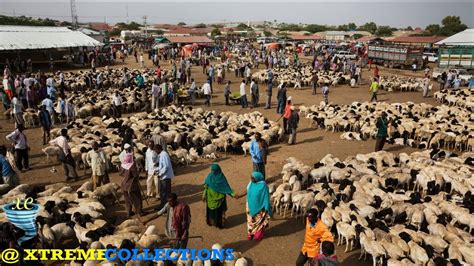 Livestock Market In Hargeysa Somalia YouTube
