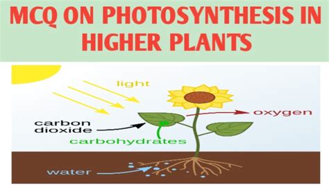 Mcq On Photosynthesis In Higher Plants Biologysir