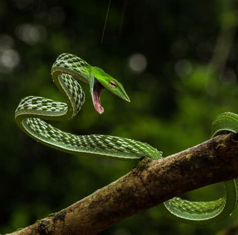 Green Vine Snake Found In The Rainforest Of Agumbe Rsnakes