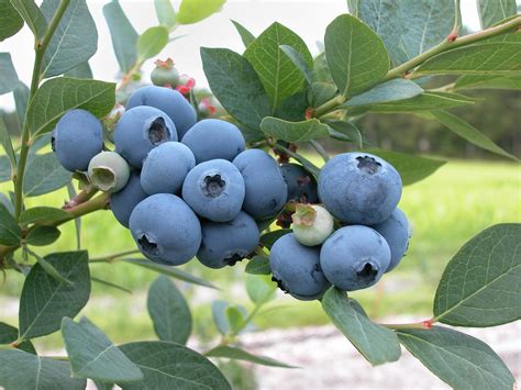 growing blueberries easiest and best blueberry varieties the old farmer s almanac