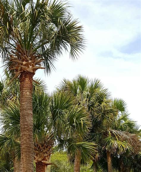 Myrtle Beach Sc Palm Trees Beach Myrtle Beach Palm