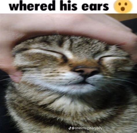 WHERED HIS EARS CAT MEME In 2022 Cat Obsession Cat Memes Silly Cats