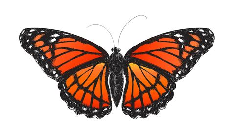 Illustration Drawing Style Of Butterfly Collection Royalty Free Stock