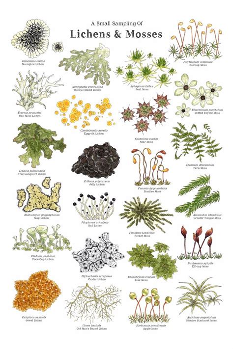 Lichens And Mosses 12 X 18 Poster Forest Woodlands Nature Etsy Lichen