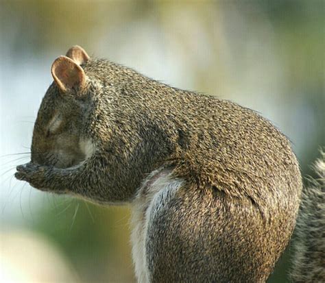 Praying Squirrel Squirrel Let It Be Animals