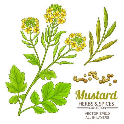 Mustard Seed Stock Photos Pictures And Royalty Free Images Istock