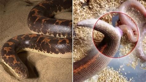 This Video Of A Boa Constrictor Giving Birth Is Incredible