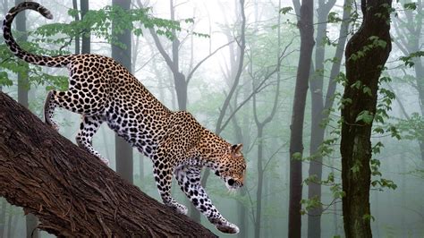 Leopard In Jungle Wild Animal Desktop Wallpaper 1920x1080 Download