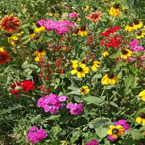 Outsidepride Southeast Wildflower Seed Mix 5 Lbs Wxf 1 S