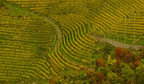 Free Images Landscape Grape Vineyard Leaf Crop Autumn Soil