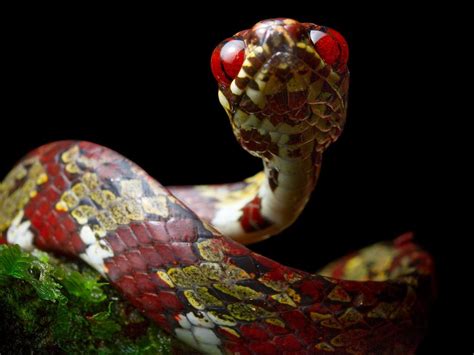 Biologists Found 5 New Species Of Snakes And Leonardo Dicaprio Named