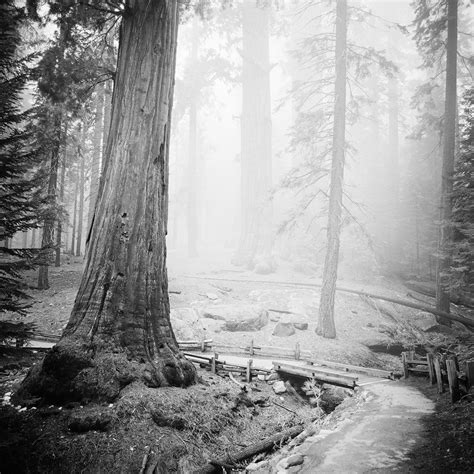 Gerald Berghammer Twenty Trees Avenue Row Of Trees Black And White