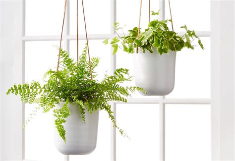 How To Care For Hanging Plants Hanging Plant Care