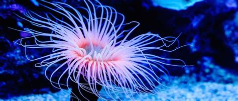 Sea Anemone Life Cycle