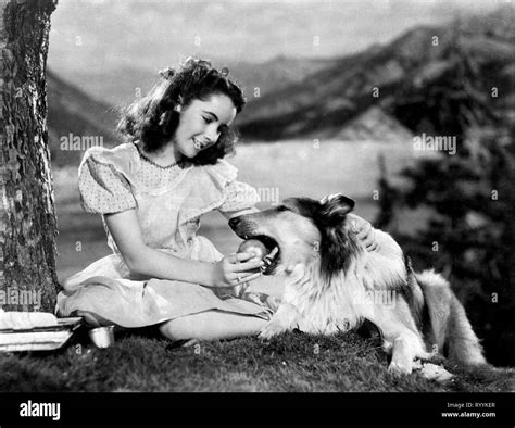 Lassie Come Home 1943 Hi Res Stock Photography And Images Alamy