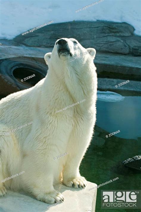 A Polar Bear In The Moscow Zoo Stock Photo Picture And Royalty Free