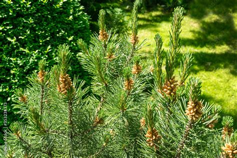 Pinus Mugo Pumilio With Beautiful Young Shoots And Male Cones Close Up