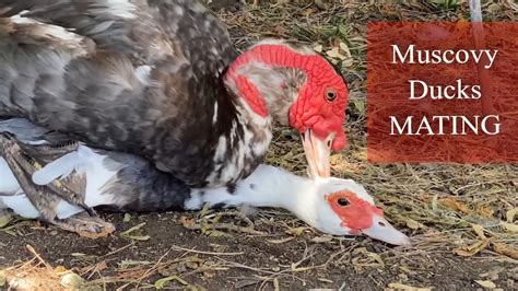 Muscovy Ducks Mate Muscovies Mating Drake Fertilizing Duck Eggs