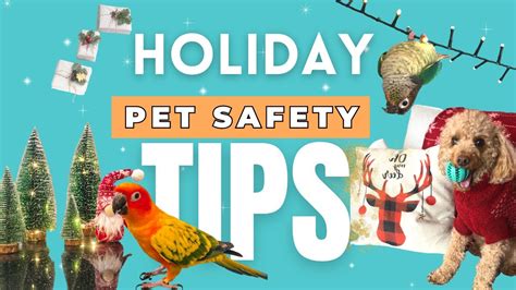 Holiday Safety Tips For Pets Youtube