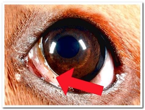 The Third Eyelid In Dogs Alterations And Treatments Dogsis
