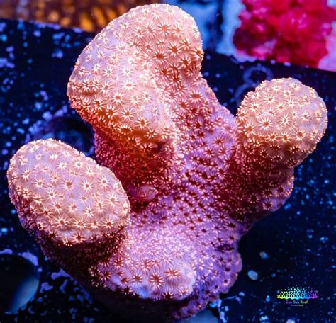 Shop Acropora Acro Coral Frags At Zeo Box Reef Add Stunning Colors