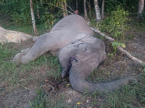Natureza Elefante S Mbolo De Parque Indon Sio Encontrado Morto E
