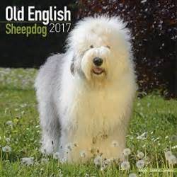 Health guarantee, pup goes home with a blanket, toy, treats, dog food, a leash and collar as well as the vaccine record and health guarantee. Old English Sheepdog Breeders in Texas | FreeDogListings