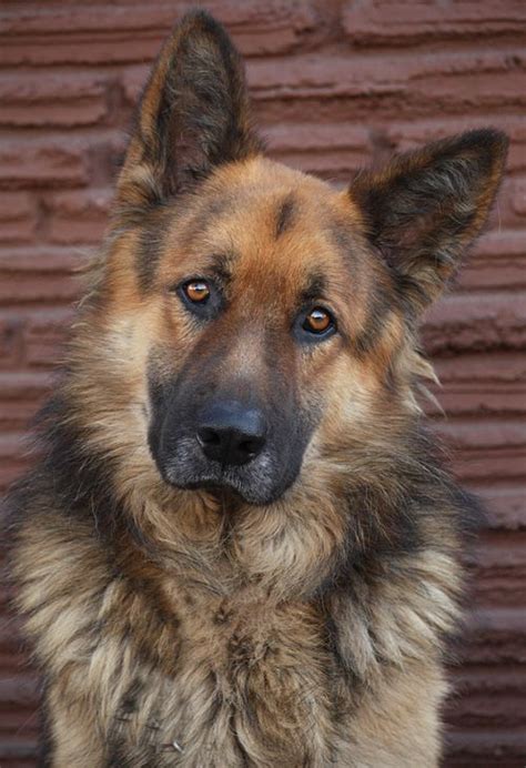 Westside German Shepherd Rescue Of Los Angeles German Sheperd Dogs