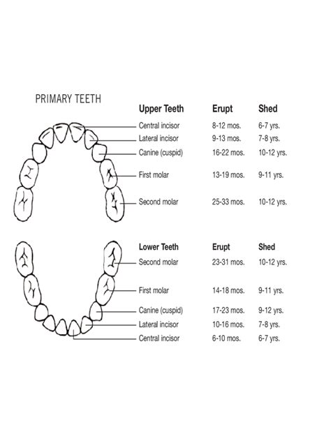 Teeth Chart 4 Free Templates In Pdf Word Excel Download