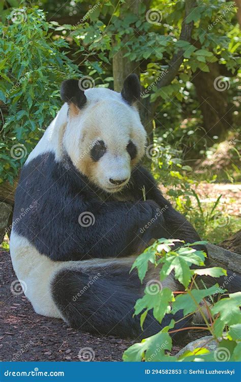 Giant Panda Eating Bamboo Shoots And Leaves Stock Image Image Of