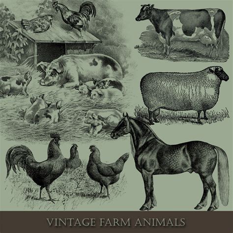 Farm Animal Illustration Set Free Stock Photo Public Domain Pictures