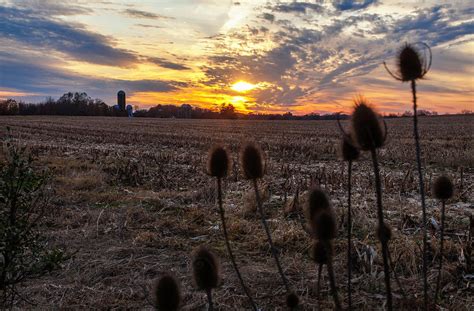Cornfield Sunset Photograph By Linda Bielko
