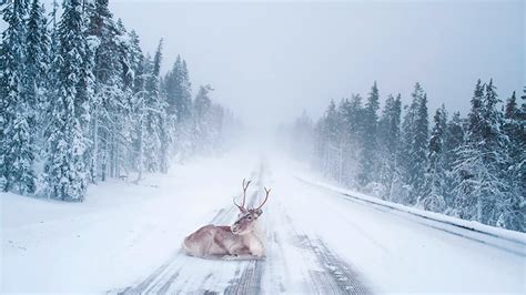 50 Reasons Why Lapland Is The Most Magical Place To Celebrate Christmas