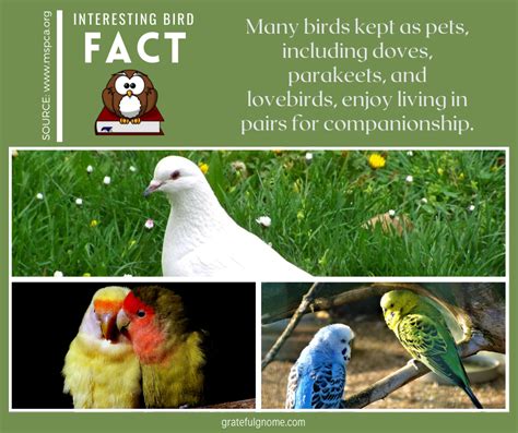Bird Fact Bird Facts Bird Species Bird