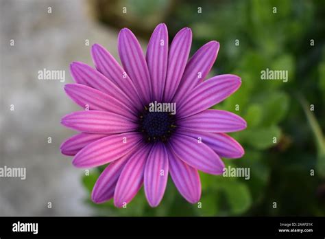 Purple African Cape Daisy Stock Photo Alamy